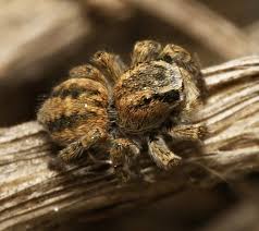 Attēlu rezultāti vaicājumam “Aelurillus v-insignitus”