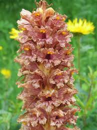 Attēlu rezultāti vaicājumam “Orobanche elatior flower”