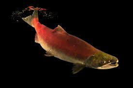 Image result for Oncorhynchus nerka