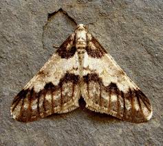 Attēlu rezultāti vaicājumam “Agriopis leucophaearia”