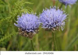 Attēlu rezultāti vaicājumam “Jasione montana leaf”