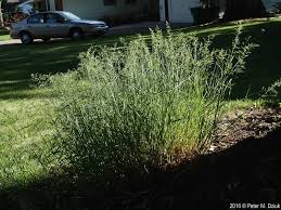 Attēlu rezultāti vaicājumam “Poa nemoralis fruit”