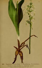 Attēlu rezultāti vaicājumam “Platanthera bifolia leaf”