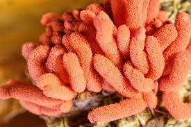 Attēlu rezultāti vaicājumam “Arcyria major macro”