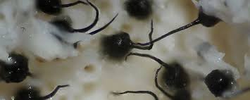 Attēlu rezultāti vaicājumam “Ophiostoma polyporicola”