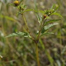 Attēlu rezultāti vaicājumam “Bidens tripartita flower”