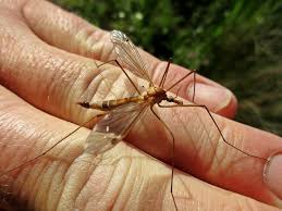 Attēlu rezultāti vaicājumam “Tipulidae female”