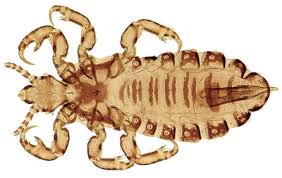 Attēlu rezultāti vaicājumam “Liceaceae”