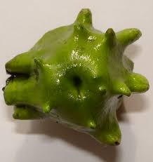 Attēlu rezultāti vaicājumam “Andricus quercuscorticis”