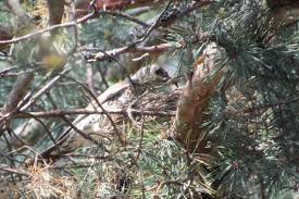 Attēlu rezultāti vaicājumam “Turdus pilaris adult”