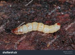 Attēlu rezultāti vaicājumam “Xylophagidae”