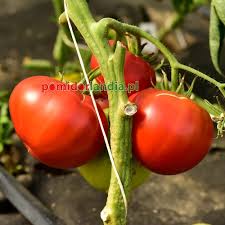 Afbeeldingsresultaat voor crnkovic yugoslavian tomato