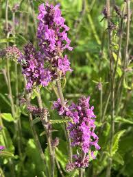 Attēlu rezultāti vaicājumam “Stachys officinalis leaf”