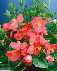 Image result for Begonia cucullata var. Hookeri