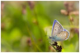 Attēlu rezultāti vaicājumam “Plebejus idas underside”