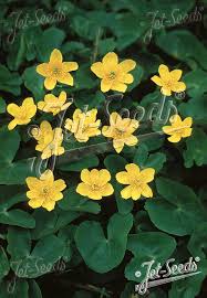 Attēlu rezultāti vaicājumam “Caltha palustris”