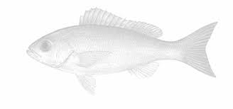 Image result for Rhomboplites aurorubens