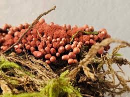 Attēlu rezultāti vaicājumam “Tubifera montana young”