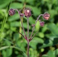 Attēlu rezultāti vaicājumam “Galium rivale flower”