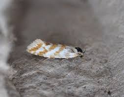 Attēlu rezultāti vaicājumam “Aethes margaritana”