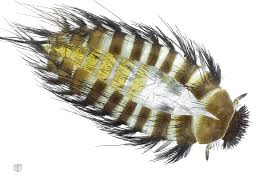 Attēlu rezultāti vaicājumam “Anthrenus sp. imago”