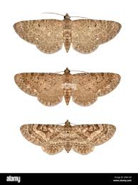 Attēlu rezultāti vaicājumam “Eupithecia satyrata”