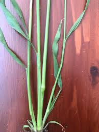 Attēlu rezultāti vaicājumam “Echinochloa crus-galli leaf”