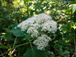 Attēlu rezultāti vaicājumam “Hydrangea arborescens”
