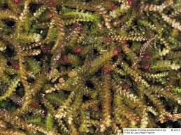 Attēlu rezultāti vaicājumam “Anastrophyllum minutum”