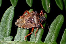 Attēlu rezultāti vaicājumam “Pinthaeus sanguinipes”