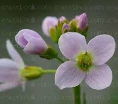 Attēlu rezultāti vaicājumam “Cardamine pratensis flower”