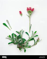 Attēlu rezultāti vaicājumam “Antennaria dioica”