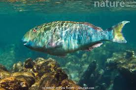 Image result for Sparisoma rubripinne