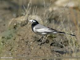 Attēlu rezultāti vaicājumam “Motacilla alba”