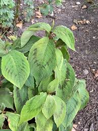 Attēlu rezultāti vaicājumam “Bistorta major leaf”