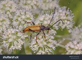 Attēlu rezultāti vaicājumam “Leptura rubra”
