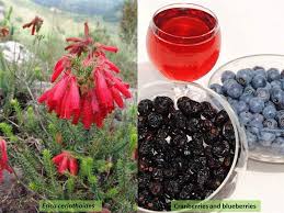 Attēlu rezultāti vaicājumam “Ericaceae”