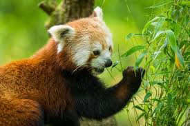 Image result for pandas