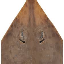 Image result for Acroteriobatus annulatus