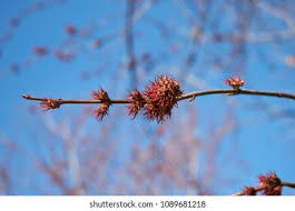 Attēlu rezultāti vaicājumam “Acer saccharinum flower”