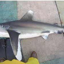 Image result for Carcharhinus longimanus