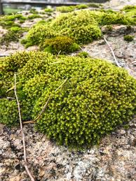 Attēlu rezultāti vaicājumam “Hedwigia ciliata sporophyte”