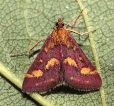 Attēlu rezultāti vaicājumam “Pyrausta purpuralis”