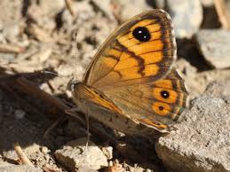 Attēlu rezultāti vaicājumam “Lasiommata megera”