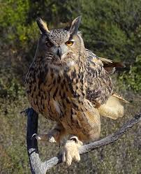 Attēlu rezultāti vaicājumam “Bubo bubo”