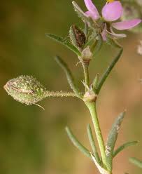 Attēlu rezultāti vaicājumam “Spergularia rubra”