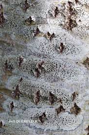 Attēlu rezultāti vaicājumam “Lecidella elaeochroma”