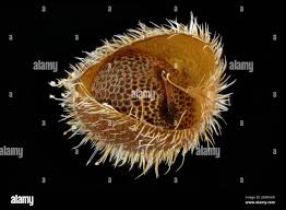 Attēlu rezultāti vaicājumam “Geranium dissectum fruit”