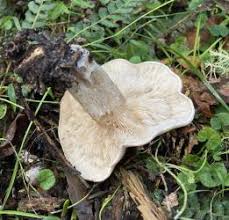 Attēlu rezultāti vaicājumam “Lepista sp.”