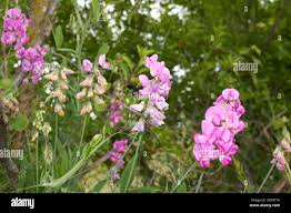 Attēlu rezultāti vaicājumam “Lathyrus sylvestris leaf”